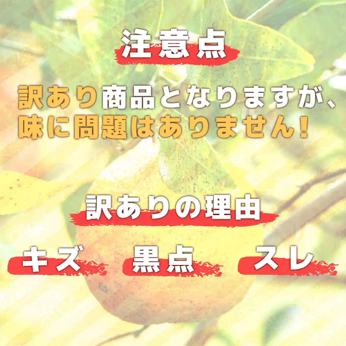 コクうまポンカン＜5kg＞ サイズ混合【小池農園】