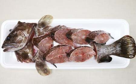 長崎の森で育てた『幻のクエ』 鍋用 5～6人前（1kg～2kg前後） くえ 海鮮 魚介類 魚 お魚