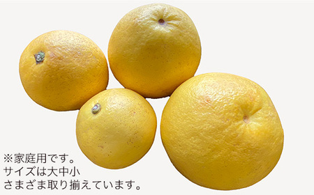 土佐文旦　家庭用5kg（池上果樹園）