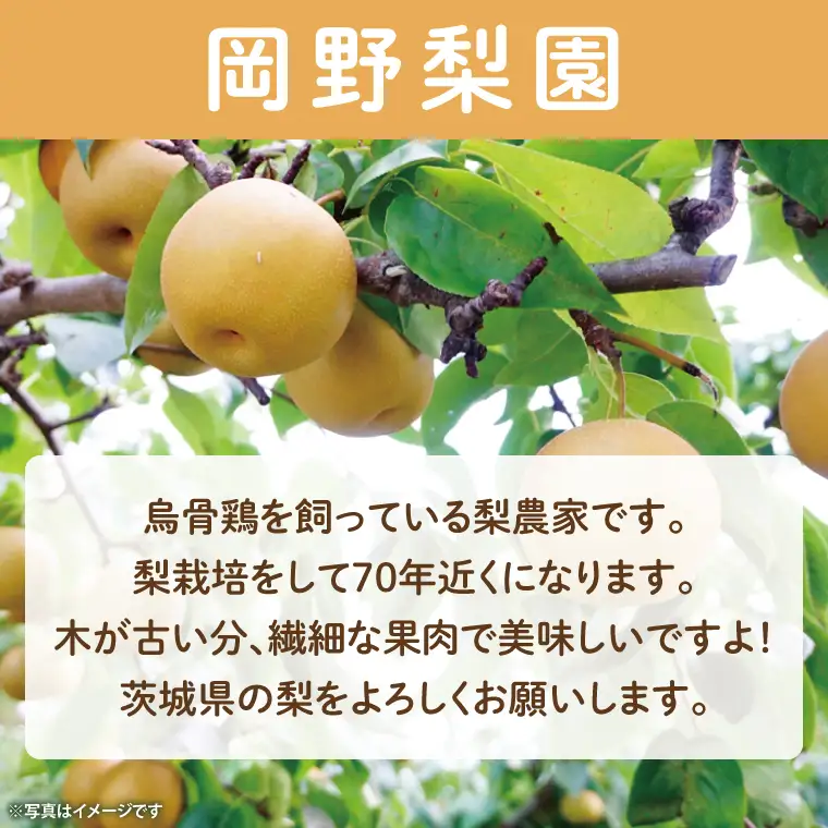 【数量限定】もぎりたての梨！5kg！一番旬の品種をお届け！（幸水・豊水・秋月・新高いずれか1品種）（KR-2）