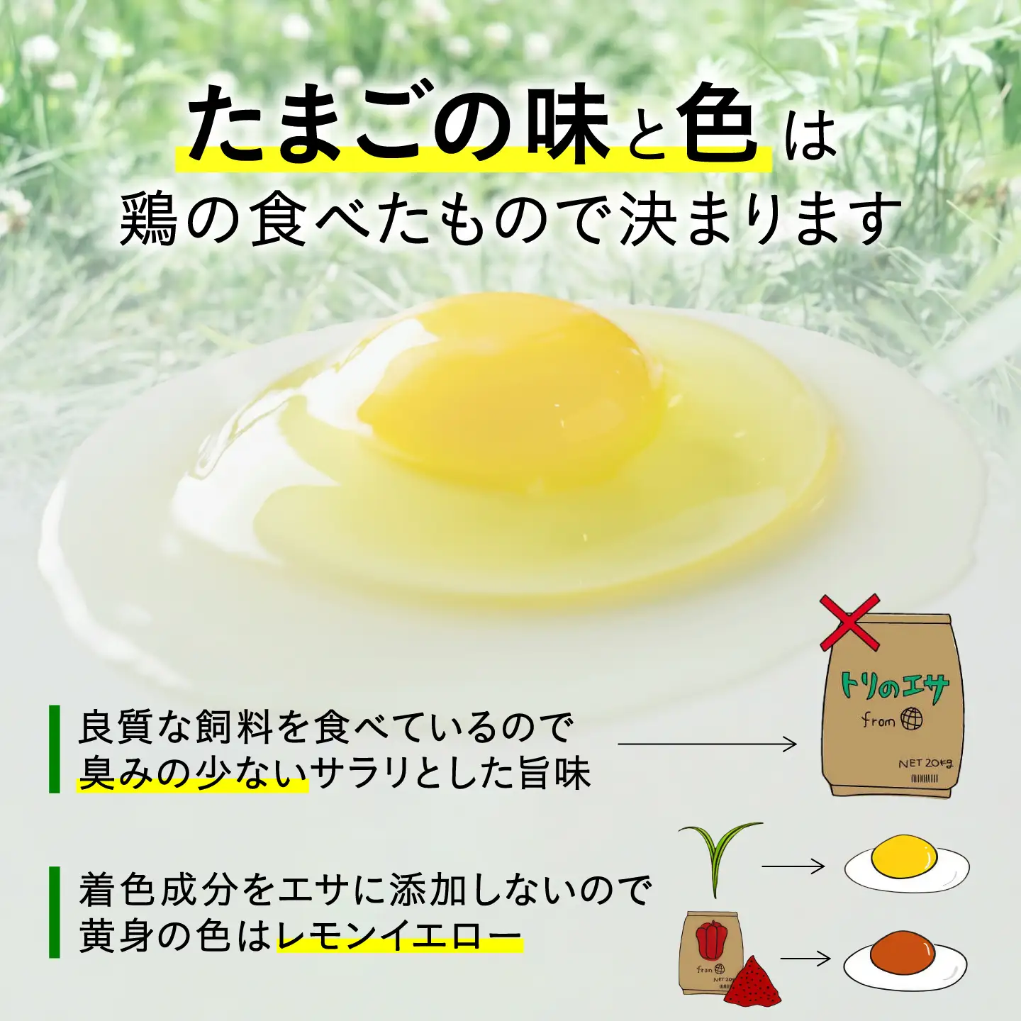卵 定期便 12ヵ月 50個 計600個 平飼い たまご [AXAN003] 卵
