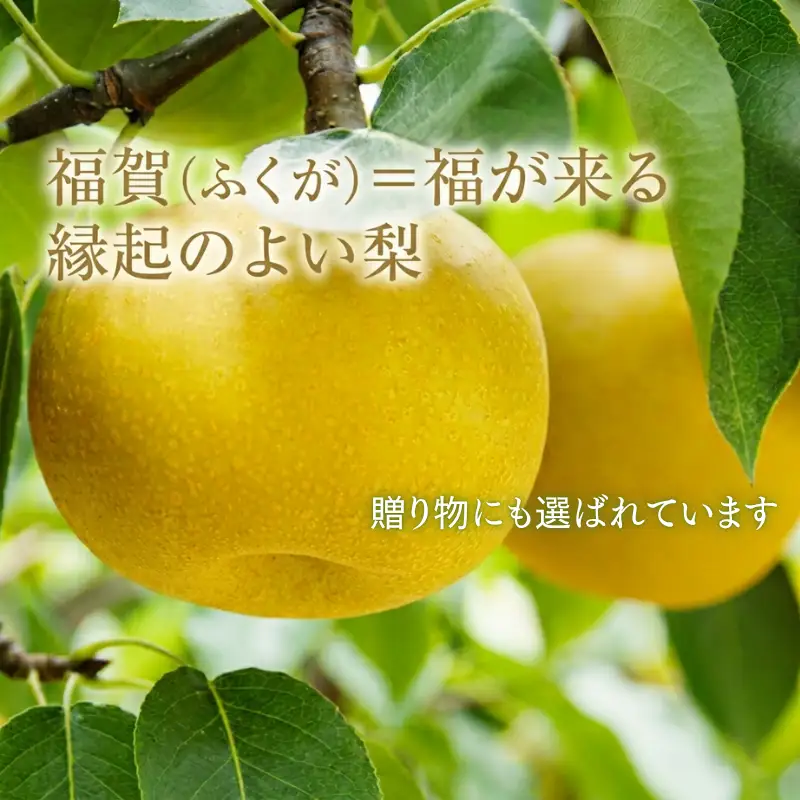 梨 福賀の南水梨 約5kg 12～18玉 山口県阿武町産 高糖度 シャキシャキ食感 数量限定 【2026年9月20日頃～順次発送】