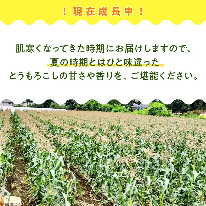 494 とうもろこし 約4kg（味来またはゴールドラッシュ）スイートコーン 2026年10月中旬～11月上旬ころ発送予定 岩崎農園