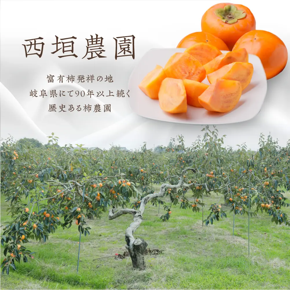[先行予約]《訳あり》西垣農園 富有柿 約3kg 柿 [mt491]