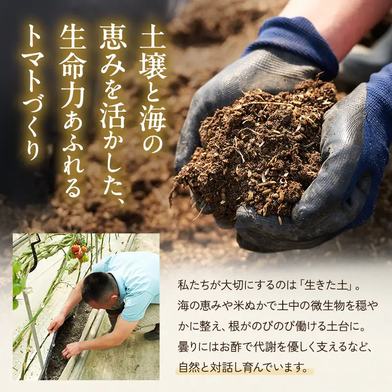 トマト よしよし畑 中玉トマト 最旬お届け トマト【800g～1kg】【定期便3ヶ月】