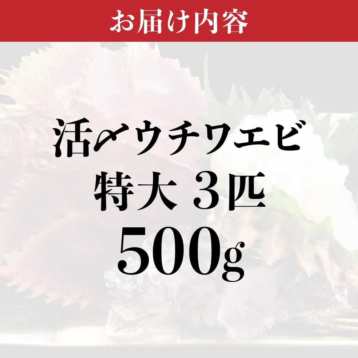 活〆ウチワエビ特大 500g(3尾)