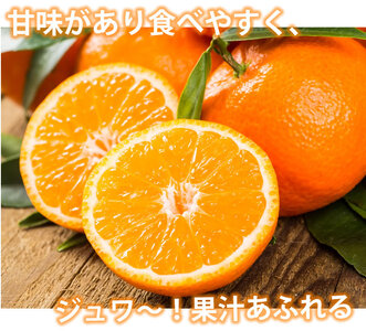 先行予約 みかん 秀品 5kg【2026年10月上旬～2027年1月下旬までに発送予定】柑橘 フルーツ 果物 くだもの 贈答用 ギフト