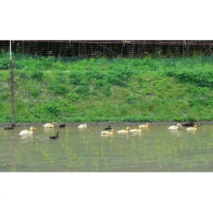 香川県産コシヒカリ（玄米 3kg）玄米 お米