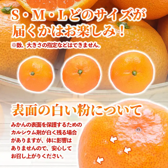 ＜先行予約受付中！12月中旬より順次発送予定＞数量限定 大分県宇佐市産 温州みかん(約10kg)みかん ミカン 蜜柑 柑橘 フルーツ 果物 くだもの 果実 国産【103620500】【井上農園】