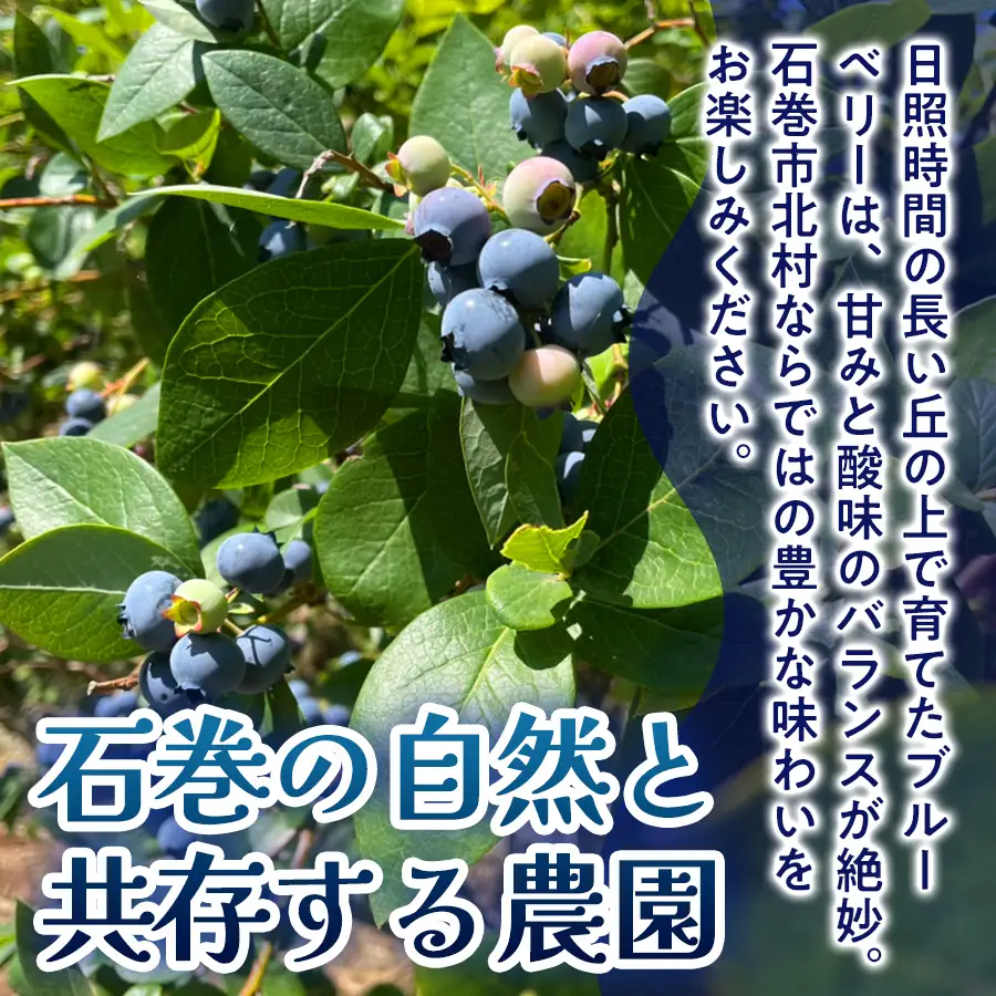 ドライブルーベリー 50g 無添加 摘みたて 砂糖不使用 ノンオイル ドライフルーツ