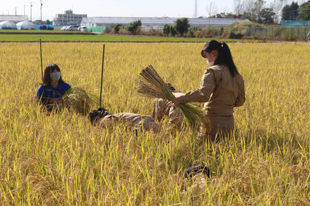 新米 コシヒカリ (玄米) 30kg | 杉戸農業高校 埼玉県 杉戸町