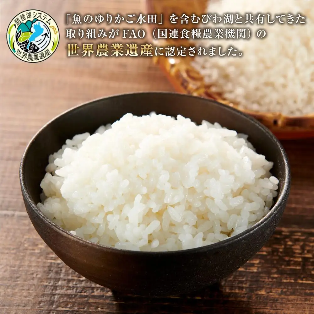 【令和8年度米】米 コシヒカリ 定期便 10kg 3ヶ月 魚のゆりかご水田米【3ヶ月連続】