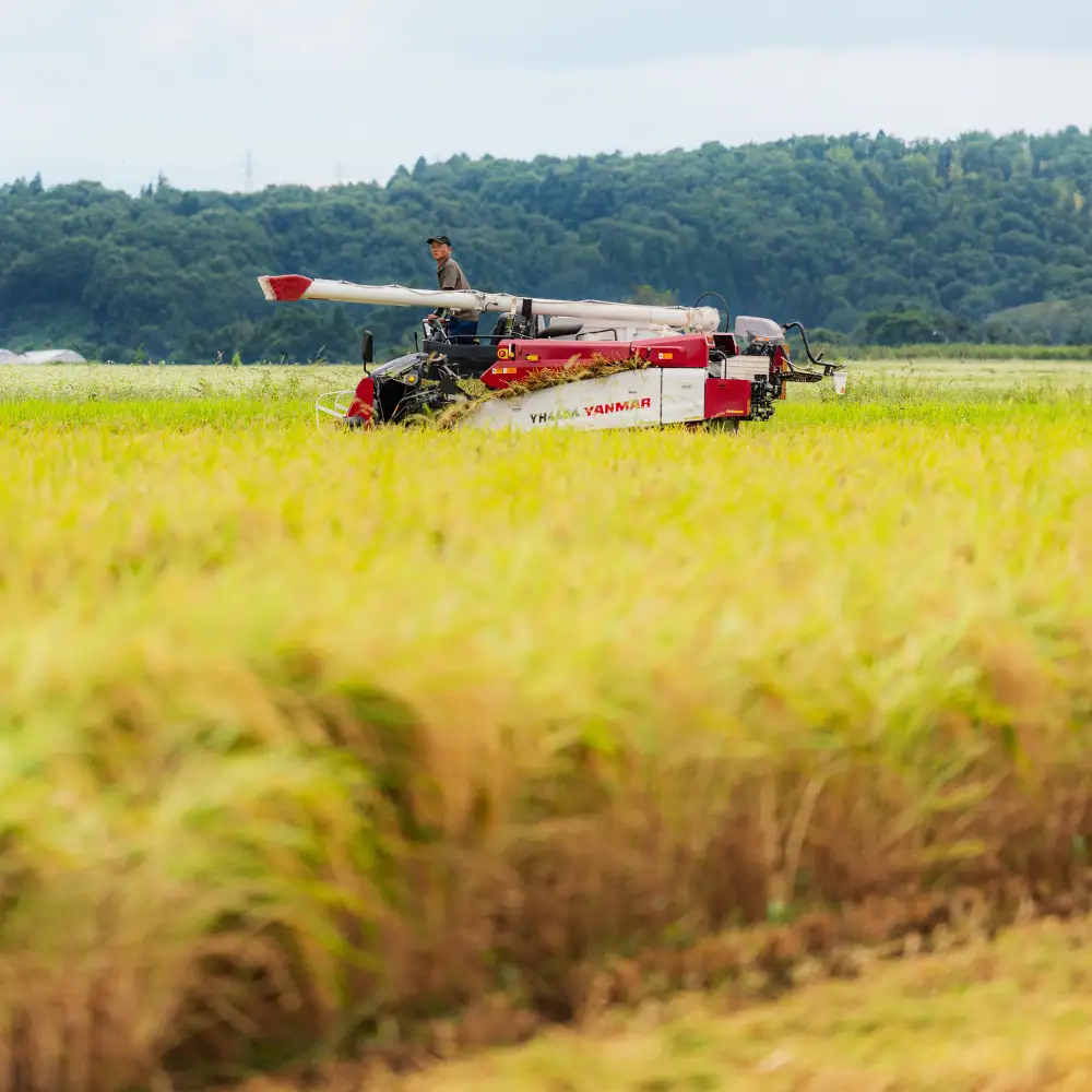 【9月中旬~下旬発送】新米 玄米 ひとめぼれ 30kg 令和8年産 山形県 gt-higxx30-9s