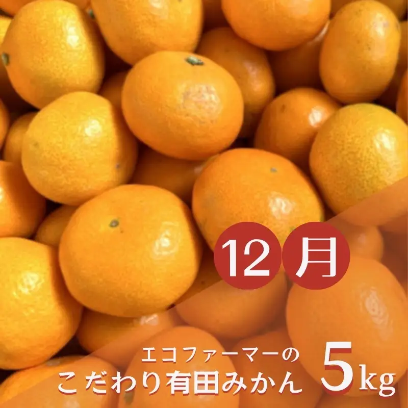 【3か月定期便】みかんの名産地和歌山発！秋のみかん定期便♪ゆら早生みかん・下津みかん・有田みかん【tkb362】