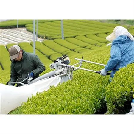 訳あり エコ袋 緑茶ティーバッグ 8g50個入2袋(100個) 水出し お湯出 静岡県掛川産100%【配送不可地域：離島・沖縄県】【1294587】