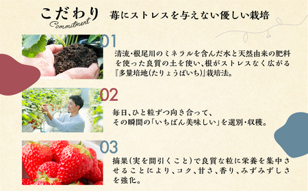 【2027年1月より発送開始】 自宅用 品種おまかせ いちご 600-700g [しあわせ苺] サイズ バラバラ 訳あり 訳アリ 農園直送 こだわりの 甘さ フルーツ 先行予約 イチゴ 大人 人気 簡易梱包 家庭用 産地直送 紅ほっぺ よつぼし かおり野 いちご 岐阜県 本巣市 [mt206] family農園watanabe