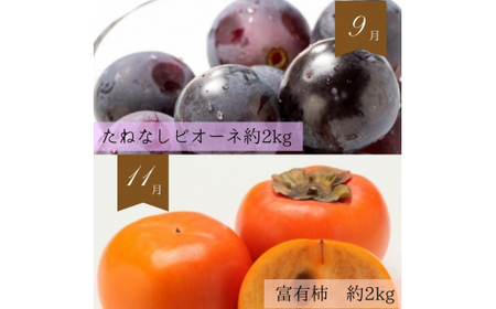 定期便 【全6回定期便】フルーツ定期便！ キウイ 清見オレンジ アイコトマト 桃 ピオーネ 富有柿 【tkb357】