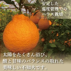訳あり 不知火 約3kg L～2L 不知火 不知火 柑橘 みかん