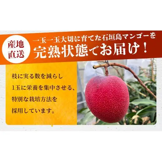 最高糖度20度！？ まるで恐竜の卵！？完熟超特大マンゴー2個入り《2027年6月中旬順次発送》