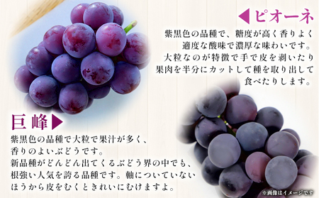 ＜西予の美味しいぶどう セレクトセット／青系＆黒系 約2kg＞ 果物 くだもの フルーツ ぶどう 葡萄 ブドウ セット 詰め合わせ つめあわせ 食べ比べ お楽しみ おまかせ 野菜ソムリエ 食べて応援 特産品 産地直送 西予ぶどう倶楽部 愛媛県 西予市【冷蔵】『8月中旬から9月下旬迄に順次出荷予定』OMC0002