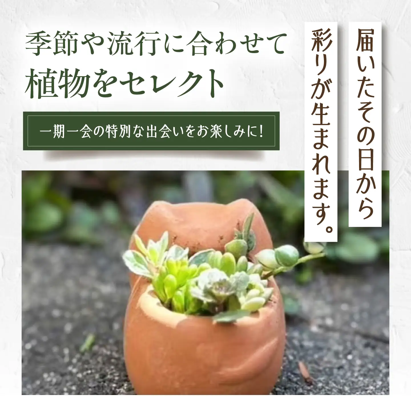 多肉植物 寄せ植え ねこ型 多肉植物 BLAW007