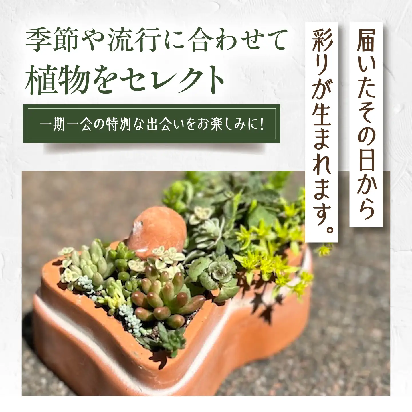 多肉植物 寄せ植え 前方後円墳型 多肉植物 BLAW008
