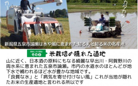 【先行予約】令和8年産米【隔月3回定期便】コシヒカリ 15kg(5kg×3袋) 新潟県産 | コシヒカリ 白米 米 新潟県産 五泉市