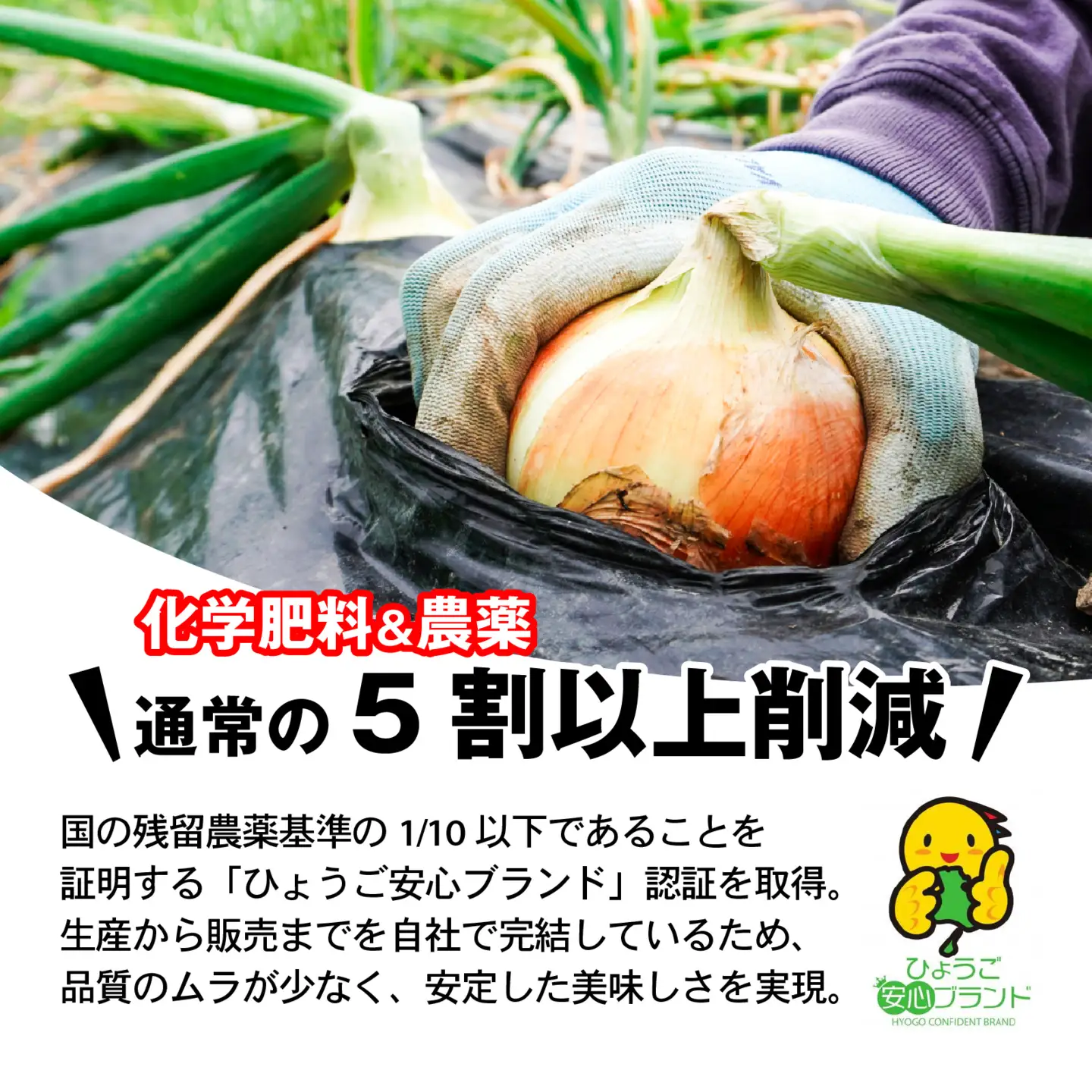 玉ねぎ 5kg 訳あり 淡路島  / 玉ねぎ