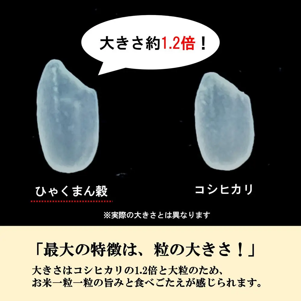 【令和8年産】【日本農業賞大賞】ひゃくまん穀27kg精白米 能美市 お米 精米銘柄米 精米したて 一等米