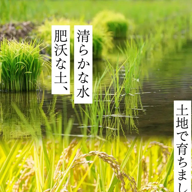 《 令和8年産 》 桜川市産 こしひかり 10kg 新米 先行予約 茨城県 桜川市 米 お米 白米 コメ ごはん 精米 コシヒカリ 国産 限定 銘柄米 [SC050sa]