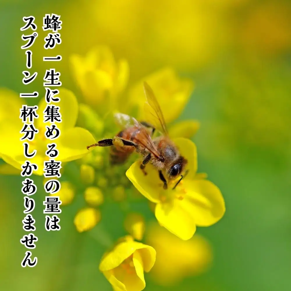 はちみつ 有田の百花蜜蜂蜜 210g 和歌山県産 産地直送 【みかんの会】