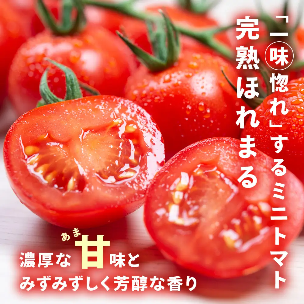 【2027年先行予約】朝採りPremium Sweet ＆フルーツミニ ミニトマト 1kg