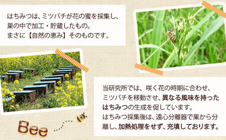蜂蜜純粋はちみつ600g御船町観光協会《30日以内に出荷予定(土日祝除く)》