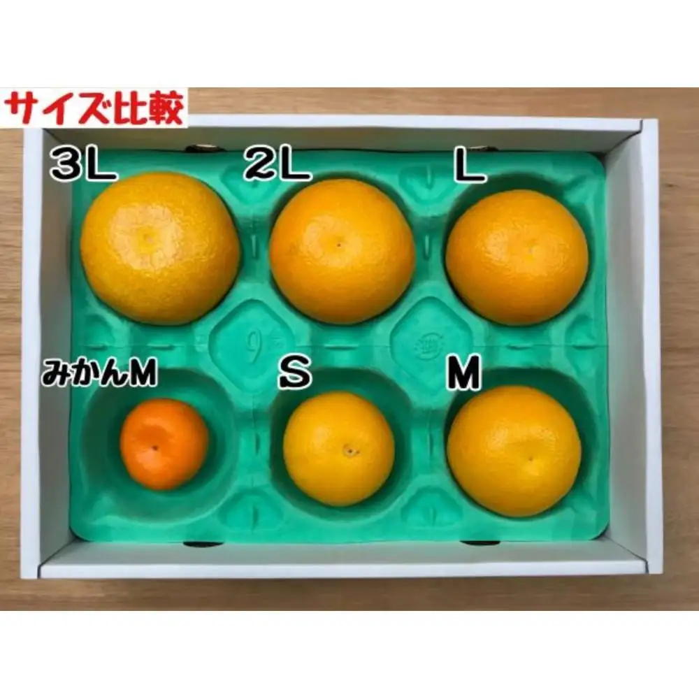 1・4月発送 全2回 定期便 紅はっさく マニア 貯蔵 ＆ 木成完熟 訳あり傷多め L または M 5.5kg 茶箱 和歌山 有田 南泰園