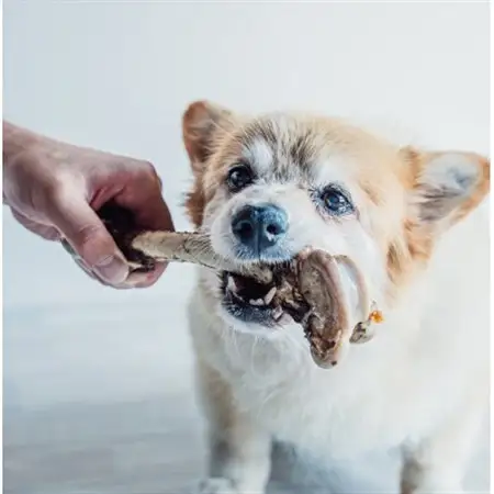 【愛犬用】鹿肉ドッグフードセット【配送不可地域：離島】【1230083】