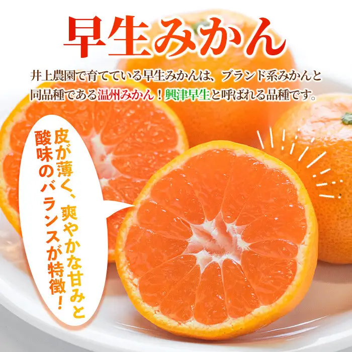 ＜先行予約受付中！11月下旬より順次発送予定＞数量限定 大分県宇佐市産 温州みかん(約10kg)みかん ミカン 蜜柑 柑橘 フルーツ 果物 くだもの 果実 国産【103620300】【井上農園】