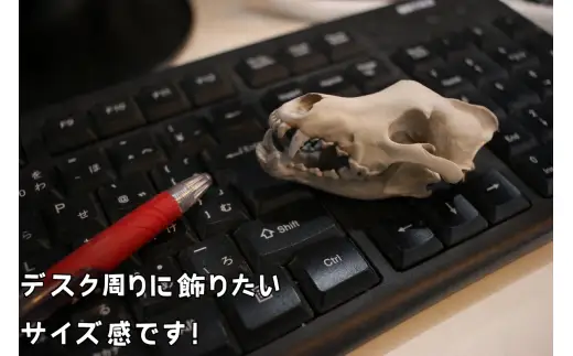  縮小 頭骨 レプリカ タイリクオオカミ 8cm / 標本 コレクション プラモデル 動物 標本 頭骨 狼 フィギュア インテリア 模型 動物 博物館 骨格 ミニチュア 3D プリント キーホルダー 【anf949-8c-tok】