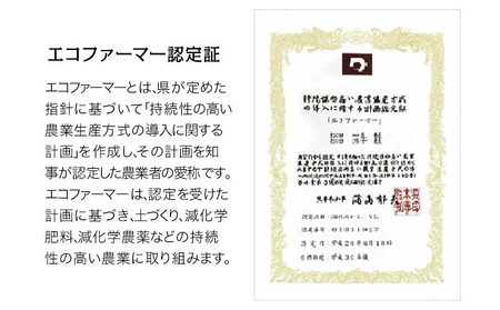訳あり ご家庭用みかん 約10kg(S-2Lサイズ) 【日付指定不可】《11月上旬-12月下旬頃出荷》 松田農園