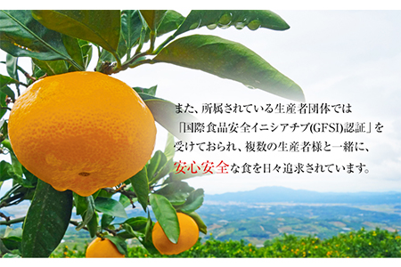 訳あり ご家庭用みかん 約5kg(2S-2Lサイズ)《11月中旬-1月中旬頃出荷》 【日付指定不可】 菅本果実園