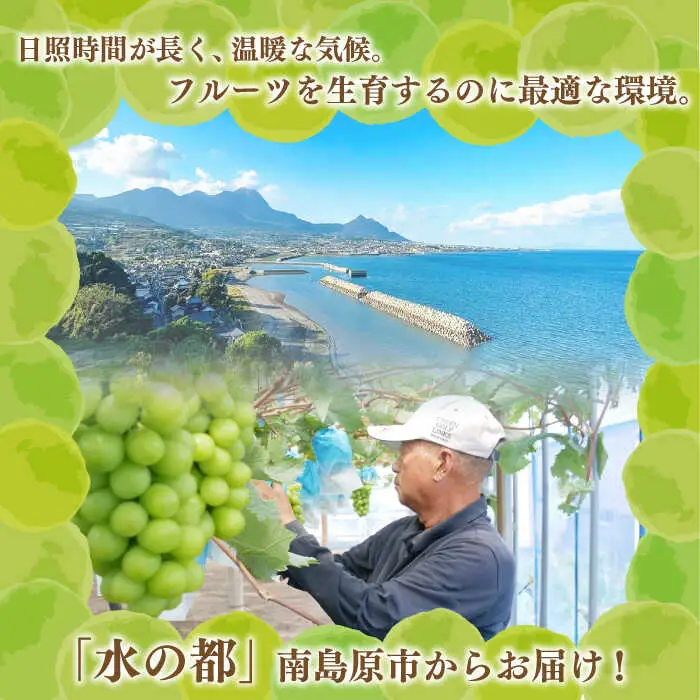 【2027年8月中旬-発送】【数量限定】【糖度18度以上】シャインマスカット 3房 1.8kg以上 / ぶどう ブドウ 葡萄 マスカット しゃいんますかっと フルーツ 果物 / 南島原市 / ミナサポ[SCW072]