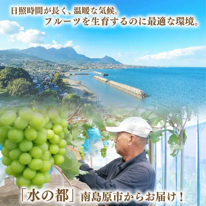 【2027年7月下旬-発送】巨峰ぶどう 3房1.8kg以上 [SCW073] ぶどう