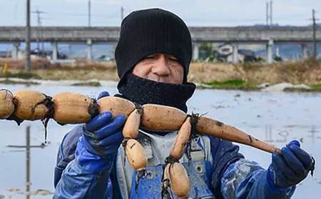 先行予約 斎藤さん家の「生」れんこん 約2kg (約2〜3本 節数：8〜10節）【2026年9月上旬～2027年3月上旬発送予定】
