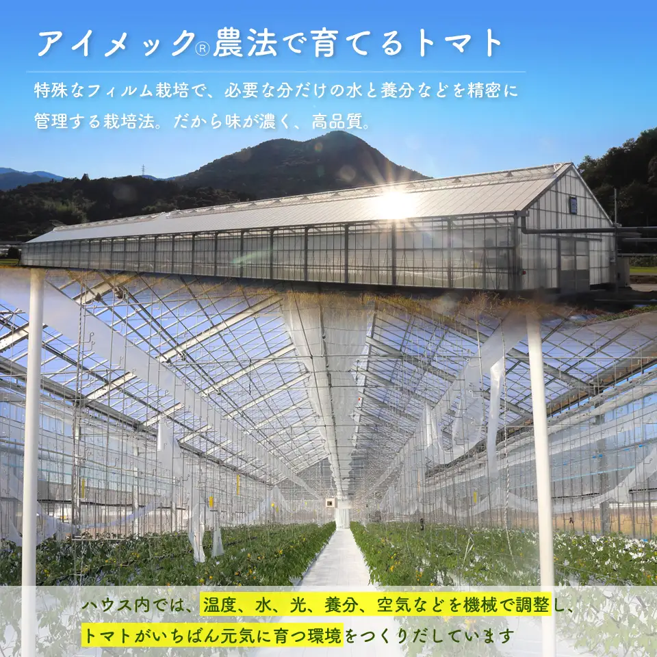 【2025年12月～発送】訳あり ミニトマト・フルティカ ＜約1.2kg＞フルーツトマト 訳あり ワケあり 規格外  ましまファーム  アイメック☆栽培