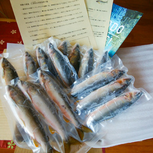 有名料亭も絶賛！鮎屋仁淀川の仁淀ブルー友釣り天然鮎500g（5-14尾）【2026年6月アユ漁解禁後発送】