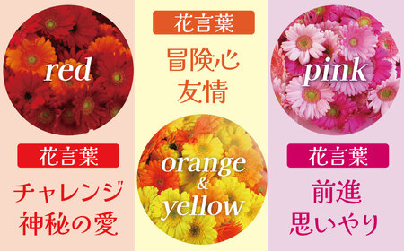 【ラッピング付】生花 ピンクガーベラ の花束 50本 日付指定可能 ギフト プレゼント ラッピング 産地直送 インテリア お花 フラワー ボリューム満点 H193-013