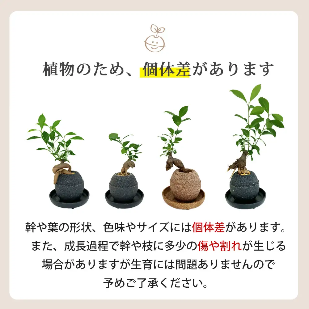 アクアプラントポット®　玉Ｓ 植木鉢ガジュマル（3781）