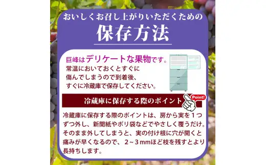 紀州和歌山産の種なし巨峰ぶどう２房（約800g～1kg） / ぶどう ブドウ 葡萄 種無し フルーツ 果物 くだもの ※2027年8月中旬〜9月上旬頃順次発送予定 ※離島への配送不可 【uot517-r-0d8】