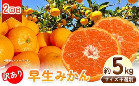 どの坂果樹園の訳ありみかん 食べ比べ定期便 2回