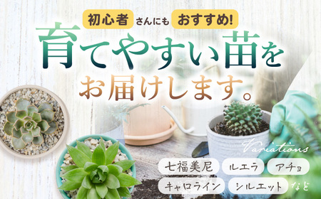多肉植物 苗 35個セット / インテリア 多肉植物[AFAT009]