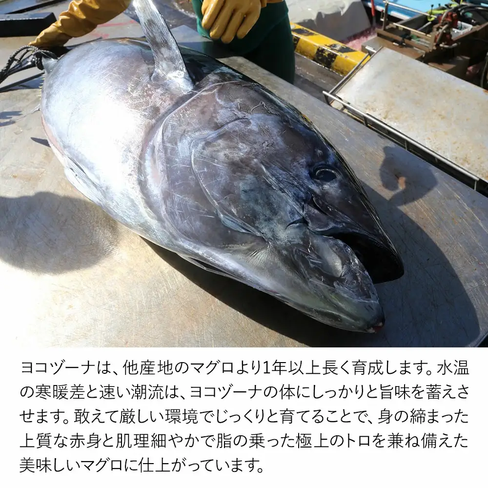 本まぐろ ヨコヅーナ 頭肉 1尾分 | 本まぐろ 津久見市